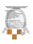 THE ORGANIZATION OF SKELETAL MUSCLES