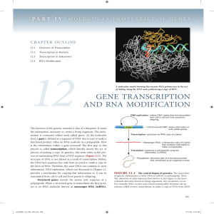 GENE TRANSCRIPTION AND RNA MODIFICATION File