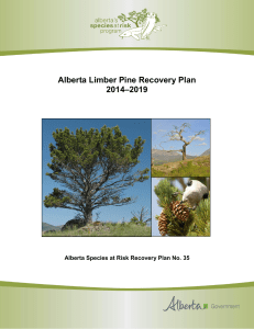 Alberta Limber Pine Recovery Plan 2014-2019