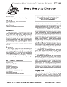 Rose Rosette Disease - OSU Fact Sheets