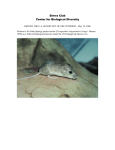 Palm Springs pocket mouse - Center for Biological Diversity