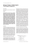 Nitrogen Fixation In Methanogens: The Archaeal