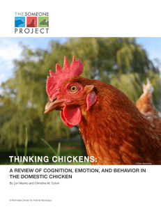 thinking chickens