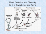 Plant Evolution and Diversity Part 1: Bryophytes and Ferns