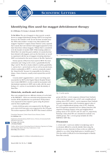 Identifying flies used for maggot debridement therapy