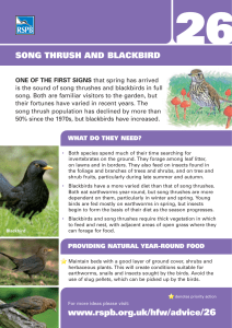 SONG THRUSH AND BLACKBIRD