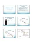 8.1 Cell Respiration (AHL) day 2