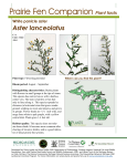 White panicle aster - Canr.msu.edu