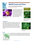 BWSR Featured Plant - Minnesota Board of Water and Soil Resources