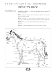 Parts of the Horse