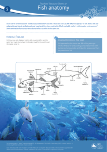 05-Teachers` Resource sheets on fish anatomy
