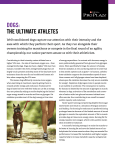 DOGS: THE ULTlMATE ATHLETES