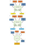 Cell Cycle