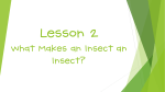 Insects Lesson 2