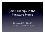 Joint Therapy in the Miniature Horse