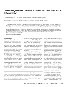 The Pathogenesis of Lyme Neuroborreliosis: From Infection to