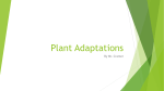 Plant Adaptations