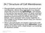 24.7 Structure of Cell Membranes