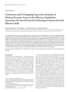 Continuous and Overlapping Expression Domains of Odorant