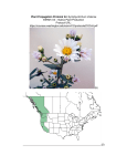 Plant Propagation Protocol for Symphyotrichum chilense ESRM 412