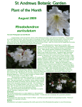 Rhododendron auriculatum - University of St Andrews