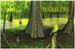 Louisiana`s breeding wood warbler