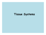 Tissue Systems