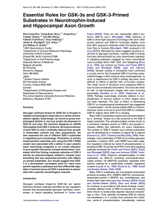 Essential Roles for GSK-3s and GSK-3