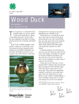 Wood Duck (Aix sponsa), EC 1606