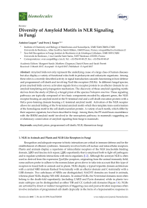 Diversity of Amyloid Motifs in NLR Signaling in Fungi