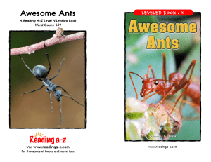 Awesome Ants Awesome Ants