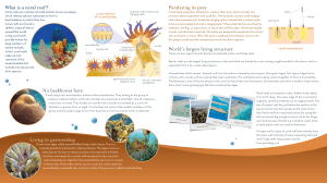 What is a coral reef?