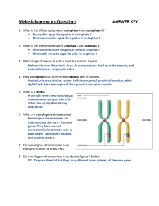 Meiosis homework Questions ANSWER KEY