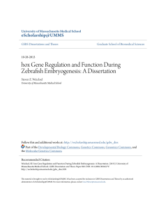hox Gene Regulation and Function During Zebrafish