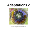 Adaptations 2