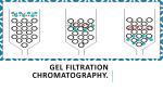 Gel Filtration Chromatography.