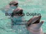 Bottlenose Dolphin - nahsoceanography2010