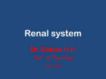 Cortical nephrons.