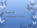 Chapter 28 Integumentary Function