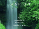 Rainforest