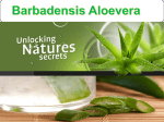 Barbadensis Aloevera