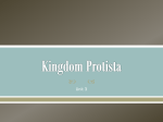 kingdom_protista