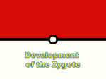 Development of the Zygote
