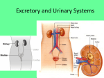 Excretory and Urinary Systems