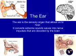 2) The middle ear