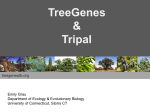 Treegenes - Conifer Genome Network