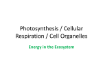 Photosynthesis / Cellular Respiration / Cell Organelles