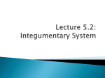 Lecture 5.2: Integumentary System