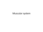 Muscular system