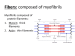 Fibers: composed of myofibrils